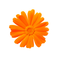 Calendula